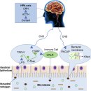 Re: Neuroimmunology(신경-면역 교신) - 신경자극 --＞ 면역세포 활성, 억제.. 2023 네이처!! 이미지
