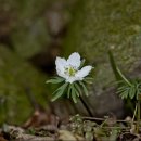 꽃들의 미소 이미지