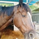 일선농장 이미지