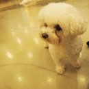 버스정류장 07-210 | 안산 고잔동 애견카페❥라쿤도 있는! 아이랑 가볼만한 곳