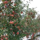 다수확 사과, 수용성 칼슘+붕산+미네랄을 주기적으로 살포해서 양분의 손실방지 이미지