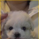 부산강아지분양 드림독 안심분양센터 부산점 이미지