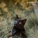 한호동물병원 네이버블로그
