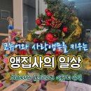 용성면내 | 코뉴어와 사랑앵무의 첫번째 겨울, 첫번째 크리스마스/ 대구 앵무새 농장 앵무새용품 구매 후기