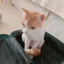 봄봄냥 이미지