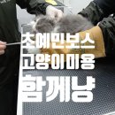 함께냥 평택점 | 초예민보스 겁많은 장모 고양이, 무마취 미용 후기 : 함께냥평택점