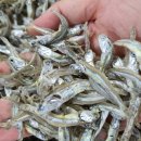 진도멸치 이미지