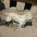 초롱이네 이미지