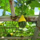 호박민박 이미지