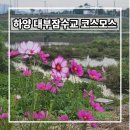 풍경 | 경일대 하양 대부잠수교 코스모스 풍경 후기