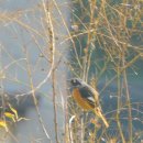 딱따구리 이미지