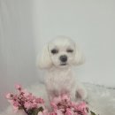 코코목욕 이미지