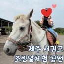 제주 서귀포 제주도 승마 어린이 조랑말 체험 공원