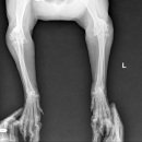 경북대학교 수의과대학 부속동물병원 이미지