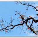 청도감마을 이미지