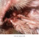 사직동물의료센터 이미지