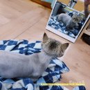 펫미장원 공감 이미지