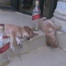 백암로201번길 이미지