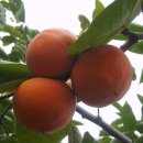 과일방 - 논산시 계백로 791 | 과일방