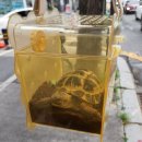 케나인동물병원 | 호스필드육지거북이 현진이 케나인동물병원 건강검진 후기