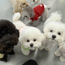 핸즈독(HANDSDOG) 이미지