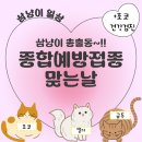 창원 봉곡동 고려동물병원 / 삼냥이 종합예방접종
