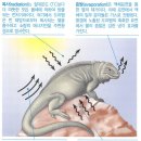 2018 생물B 3번 (논술형) - [동물행동, 생태] 체온의 가변성, 변온동물, 항온동물, 동물과 환경 사이 열 교환 방법(대류, 전도, 복사, 증발)) 이미지