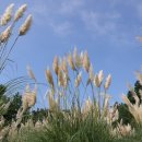 춤의정원 이미지