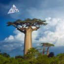 씨앗2호태양광발전소 | [다큐 시청후기] 보이지 않는 경이로움, 나무의 일생 1부 – 유년기를 보고