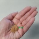 케이씨에프 | 면역력증진 피로회복에 좋은 표고버섯 균사체 라파힐AHCC 내돈내산 후기