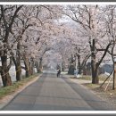 송광사&벚꽃길 이미지