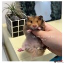 제리펫 이미지