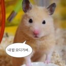 영풍식당