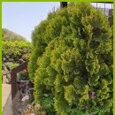 향연민박 이미지