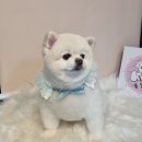몽발소 이미지