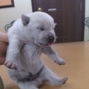 광교산동물병원 이미지