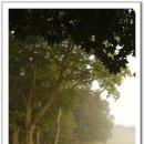 안개로가로수 이미지