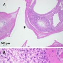 철갑상어 Herpesvirus(AciHV-3)감염에 의한 호수철갑상어의 상피성 피부 환부 이미지