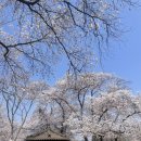 피자스쿨동산점 | 2026년 04월 02(목) 기준 공주 벚꽃/ 충청남도 역사박물관/ 90% 만개/ 벚크닉/ 대전근처벚꽃/ 세종근처...