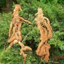 토복령 - 명감나무 - 청미래덩굴 이미지