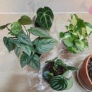 청년모종 | 클라리네비움, 필로덴드론 소디로이드드워프, 수박페페, 오레우스 스킨답서스 청년모종 식물 언박싱 후기