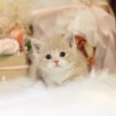 수원고양이분양 나비캣 이미지