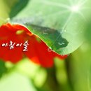아침이슬 이미지