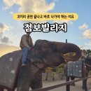 점보빌리지 관람 후기｜제주투어패스로 무료 입장, 공연 보고 나면 바로 나가야 하는 이유