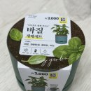 다이소 바질 재배세트 3주 후기, 흙 씨앗 따로 사는 것과 뭐가 다를까