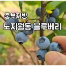 햇님식품 | 중부지방 블루베리 추천, 노지월동 가능한 듀크·챈티클리어·레가시 비교