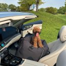 스윗테일 이미지