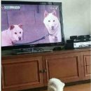 동물농장 이미지