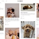 다시사랑받개 이미지