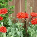 부안군보건소 이미지